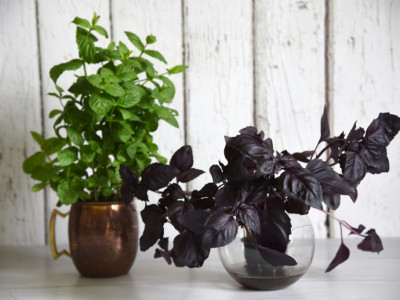 hilandarski bosiljak