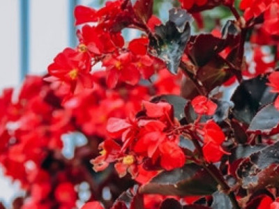 božićna begonija