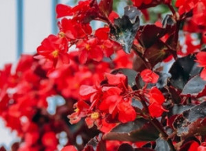 božićna begonija