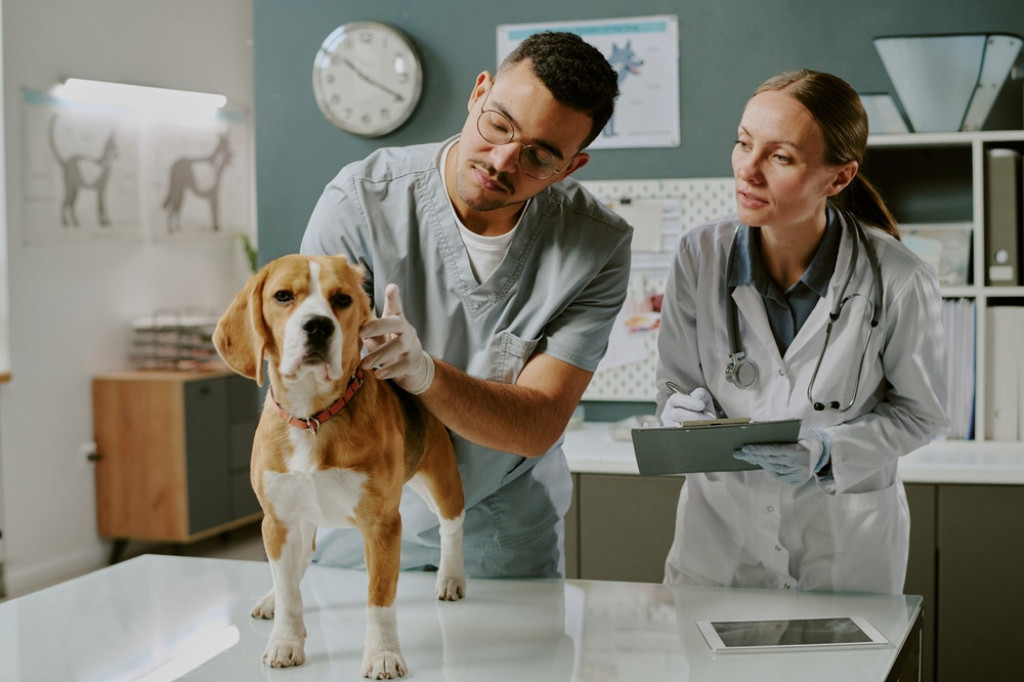 Veterinar Veterinar