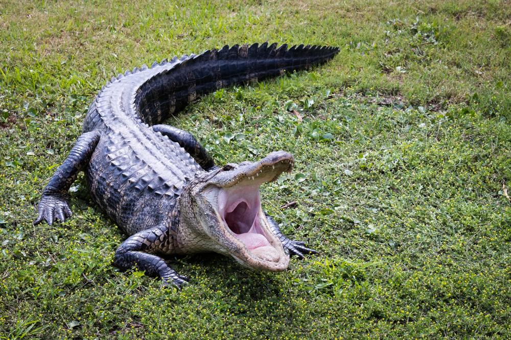 Aligator