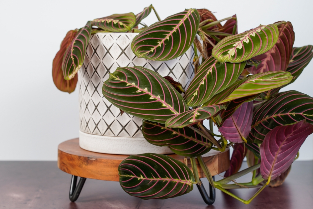 Maranta Maranta