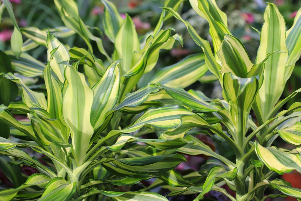 Dracena Dracena