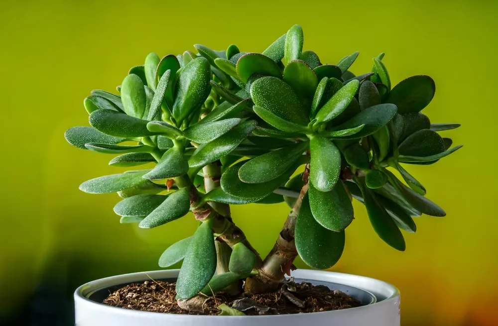 slik slik