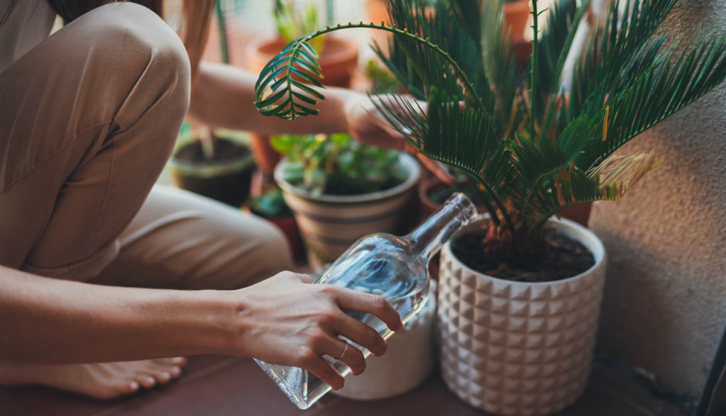 Idete na LETOVANJE, a nema ko da vam zaliva cveće? Nema problema uz ova ČETIRI TRIKA