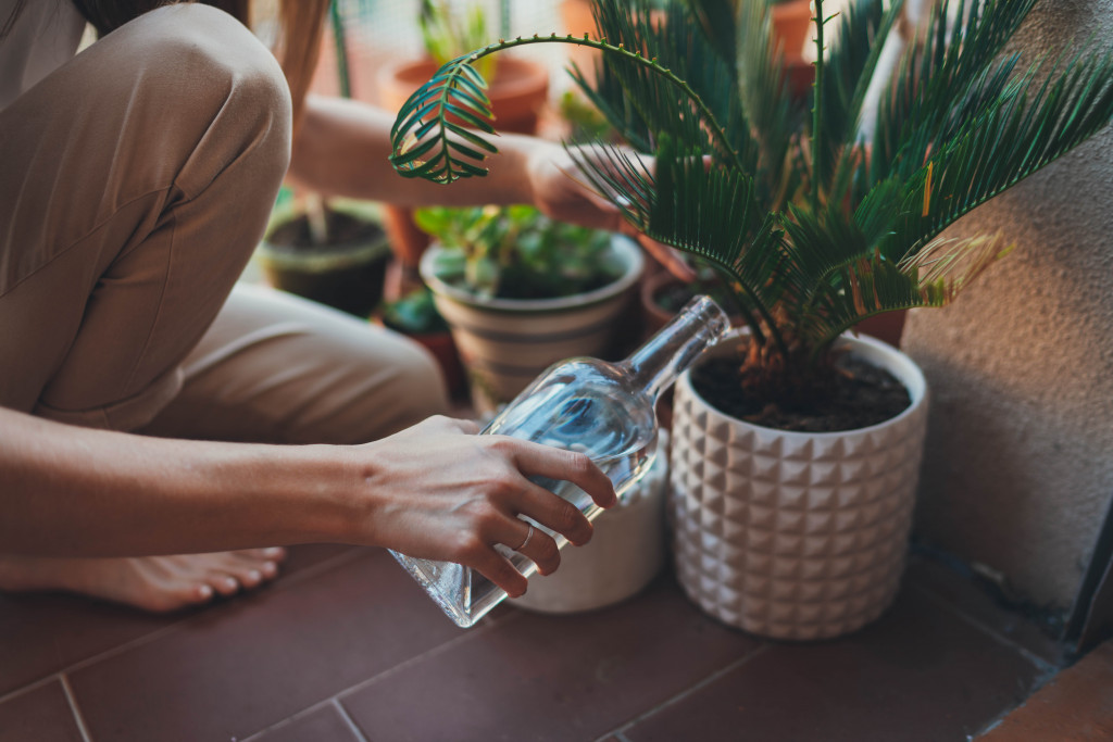 Biljke se moraju pravilno zalivati: Doba dana je vrlo važno, kao i mesto na kom sipate vodu