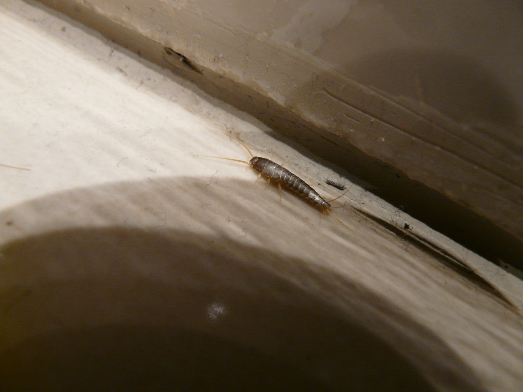 Da li vas iritiraju ovi insekti? Žive OSAM godina i šetaju po vašoj HRANI, evo kako da ih se REŠITE