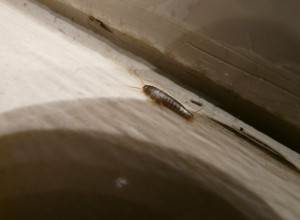 Da li vas iritiraju ovi insekti? Žive OSAM godina i šetaju po vašoj HRANI, evo kako da ih se REŠITE