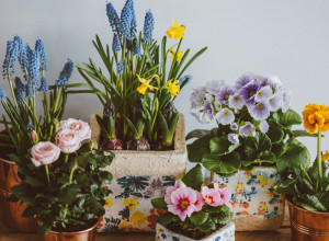 TRI cveta donose SREĆU i MIR i pratiće vas cele godine: Svaka porodica mora da ih ima u DOMU, naročito za Uskrs