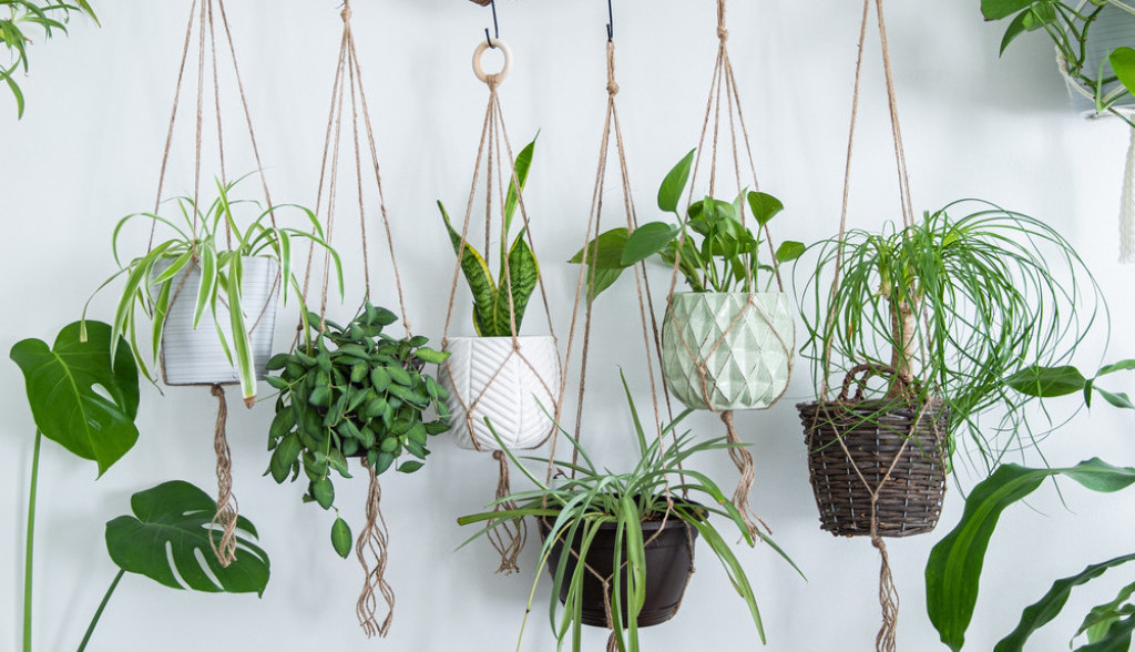 Izbacite iz kuće biljke koje donose SVAĐU i PROBLEME: Ako ih imate u kući možda će biti razlog vašeg RASKIDA sa partnerom