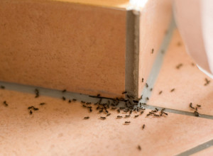 Šta kada vam dom okupiraju MRAVI? Probali smo SREDSTVO, koje vam nikada ne bi palo na pamet i beže kao LUDI