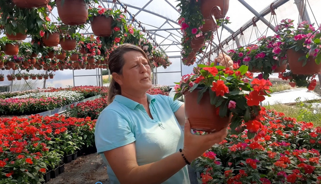 Lepi Jova, dan i noć, hrizanteme: Jasnino cveće krasi VLADU SRBIJE i Beli dvor, a godišnje prozivede ČAK 300 HILJADA sadnica