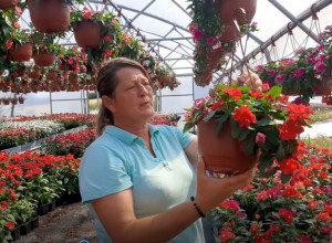 Lepi Jova, dan i noć, hrizanteme: Jasnino cveće krasi VLADU SRBIJE i Beli dvor, a godišnje prozivede ČAK 300 HILJADA sadnica