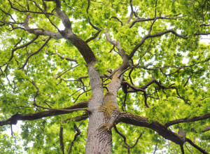 Najprecizniji keltski horoskop: Otkrijte koji ste znak, koje su vaše slabe tačke i kada vas čeka sreća