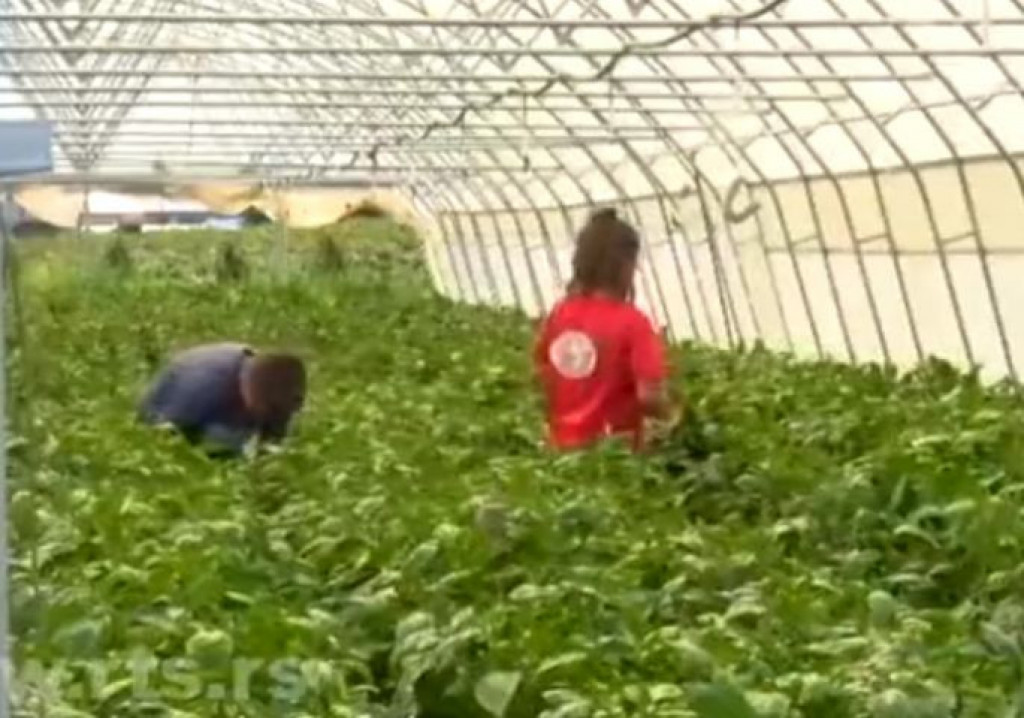 ŽIVOT NA SELU: Ustajanje u PET i pravac PLASTENIK, u porodici Todorović rade i najmlađi članovi, ali ni ŠKOLU ne zapostavljaju