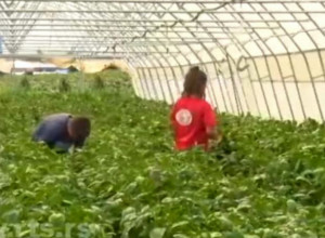 ŽIVOT NA SELU: Ustajanje u PET i pravac PLASTENIK, u porodici Todorović rade i najmlađi članovi, ali ni ŠKOLU ne zapostavljaju