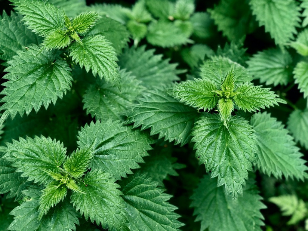 Čaj i SIRUP od ove biljke se smatraju ČUDOTVORNIM: Evo zašto su travari oduševljeni KOPRIVOM