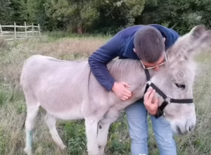 Snimak koji nikoga ne ostavlja ravnodušnim: Iznemogli magarac je PREDOSETIO smrt i suzama se od nje branio