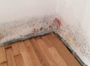 Naprskajte ovo na mesta gde se pojavila BUĐ, za 10 minuta zid će izgledati kao da ste ga okrečili