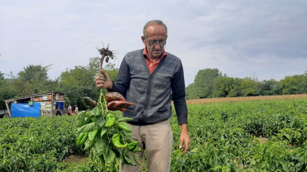 Dobrica je odlučio da promeni život iz korena, ZASADIO je papriku, a sada je to PORODIČNI biznis