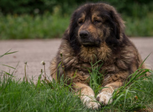Veterinar Dejan objašnjava kakvi su ŠARPLANINCI i zašto je pas IZUJEDAO do SMRTI ženu iz Kragujevca: Oni jesu NEPOVERLJIVI ali slušaju samo JEDNOG GAZDU