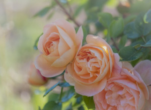 Verovali ili ne, ovo je PRAVO vreme da zavrnete rukave i ZASADITE ovo cveće