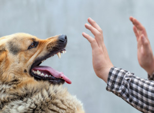 Šta učiniti kada vas PAS NAPADNE? Ovi jednostavni saveti mogu vam spasiti ŽIVOT