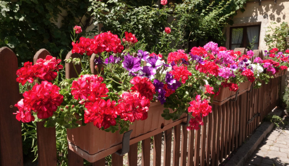 Uz ovaj SAVET vaše MUŠKATLE će uvek biti ZDRAVE: Malo truda i TERASA će vam uvek biti puna RASCVETALIH muškatli i petunija