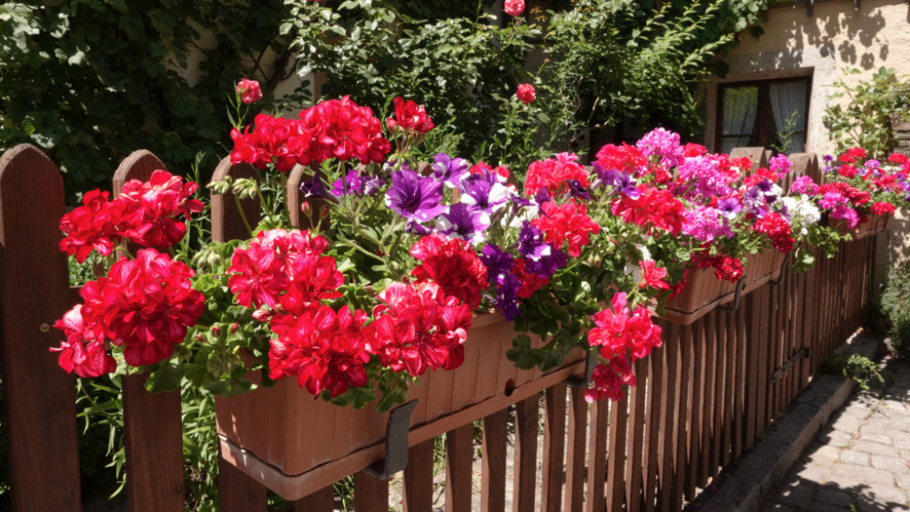 Raskošno će cvetati do prvog snega: Stručnjak otkriva kako muškatle da vam bujaju do kasne jeseni
