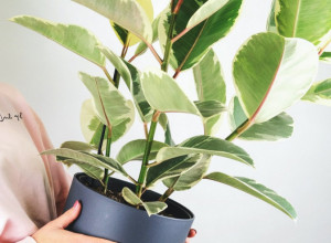 Ovaj TRIK svako treba da zna: Fikus će početi da niče kao lud, samo ga zalijte ovim pićem