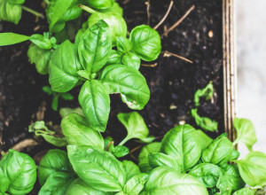 Ova BILJKA čuva kuću od ZLA: Svaka ŽENA treba da je nosi uz sebe jer stvara HARMONIJU kod svih ljudi u njenom okruženju