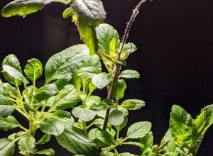 Najkorisnija biljka koju treba da posadite: Osim što je lekovita i koristi se u kulinarstvu,  "tera" i komarce