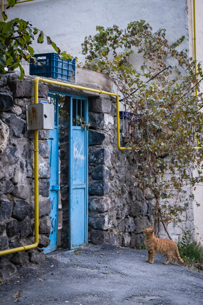 Nepoznata mačka vas prati do kuće: Kad saznate razlog nikad je nećete terati od sebe