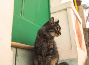 Narodno verovanje za koje malo ko zna! Ako mačka uradi ovo blizu vas, imaćete para kao blata