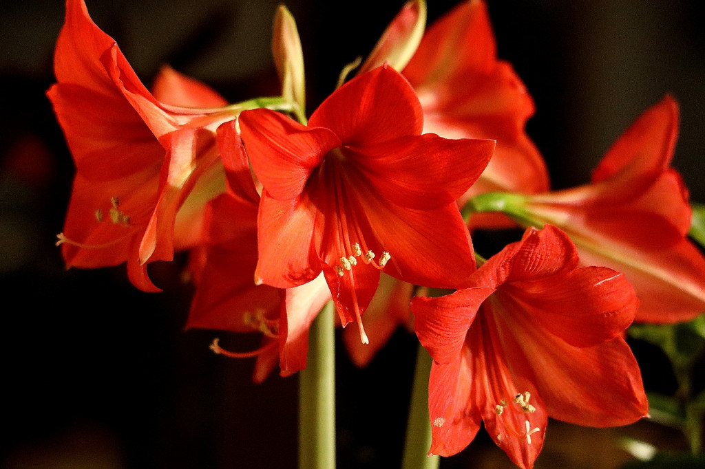 Dok cela FLORA spava ovaj CVET cveta čak 75 puta: Sada je pravo vreme da ga zasadite!