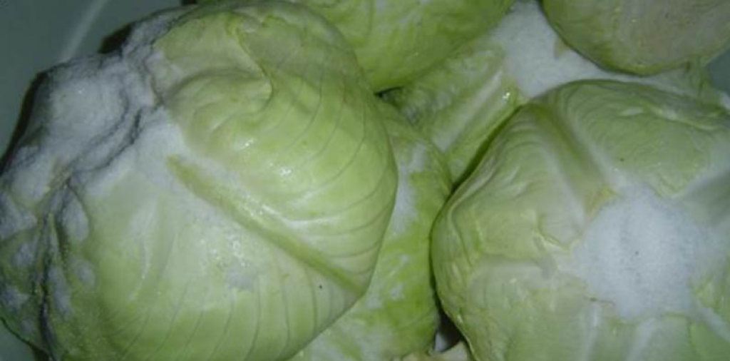 ZAPIŠITE RECEPT: Samo je ovaj način ISPRAVAN da ukiselite kupus (+lekovita svojstva!)