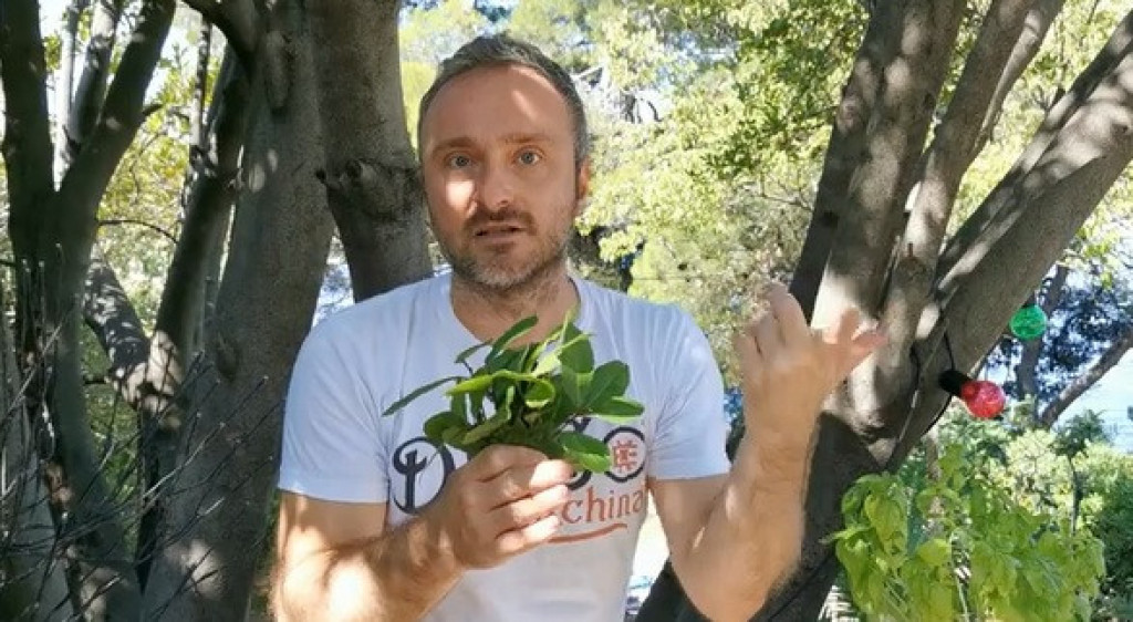 DVE lekovite biljke neutrališu MUČNINU tokom vožnje: Travar Momčilo tvrdi da ih mogu piti i DECA i TRUDNICE