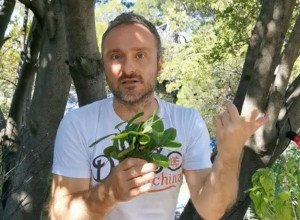 DVE lekovite biljke neutrališu MUČNINU tokom vožnje: Travar Momčilo tvrdi da ih mogu piti i DECA i TRUDNICE