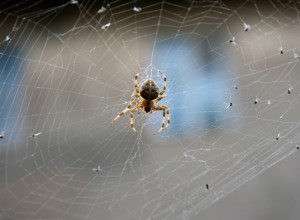 Stručnjaci tvrde da NIKADA ne ubijate PAUKOVE: Kada ih vidite, samo ih OSTAVITE i evo zašto
