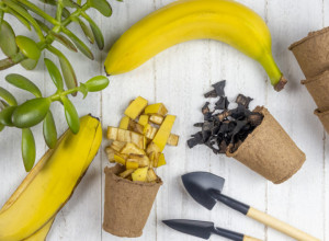 Iskoristite ih za bolji rast BILJAKA: Ne bacajte kore od BANANE, samo ih stavite u saksiju, a efekat će vas ZADIVITI