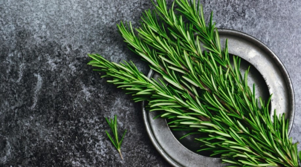 Ova biljka će postati vaša nova amajlija: Donosi blagostanje u dom, ljudi se vekovima kunu u nju