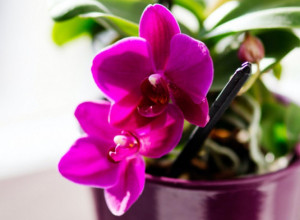 Kako da vam orhideja cveta tokom cele godine: Treba vam samo voda i povrće koje imate u kući i cvet će biti kao iz cvećare
