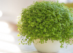 Ova magična BILJKA privlači NOVAC i sreću: Uspeva u stanu i dvorištu, a prelaka je za ODRŽAVANJE