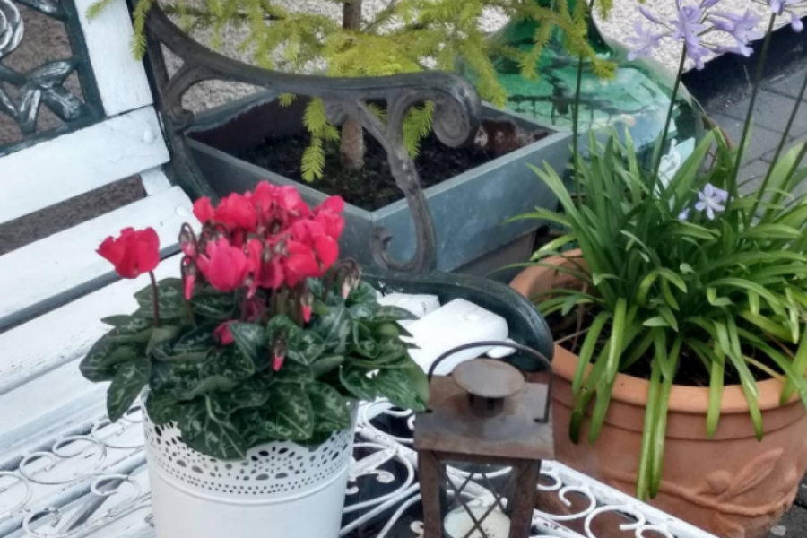 Na ovom MESTU ne držite cveće jer će UVENUTI: Uz ove TRIKOVE, cveće će bujati tokom cele ZIME