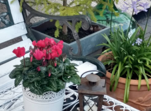 Biljke koje nisu za kuću: Privlače NESREĆU i loše zdravlje, držite se podalje od njih!