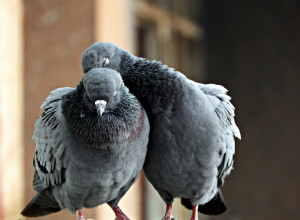 Uradite OVO i GOLUBOVI će u širokom krugu izbegavati vašu terasu