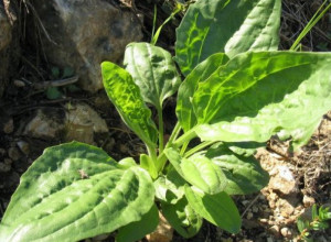 Čudo narodne medicine raste u Srbiji: Nalazi se u svakom DVORIŠTU, bere se u maju, a preventiva je protiv DIJABETESA