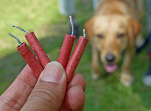 Par TRIKOVA kako da pomognete vašem LJUBIMCU dok je prestravljen od petardi