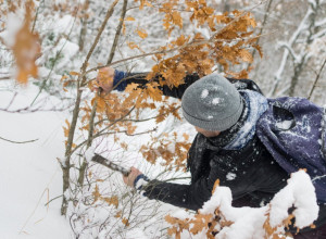 NEMOJ DA SE BRUKAMO: Ovako se pravilno seče badnjak