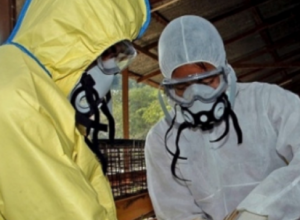 ALARMANTNO U KOMŠILUKU, ŠIRI SE PTIČIJI GRIP: Uništeno gotovo 40.000 živine